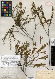 Image result for Clinopodium vernayanum