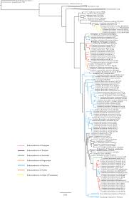 Image result for Tricalysia sp. E