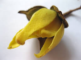 Image result for Uvariastrum germainii