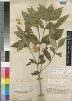 Image result for Strychnos henningsii