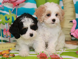 Learn all about cavachon breed. Pin De Katie Flynn En Cavachon Perros Mascotas Animales