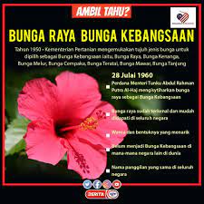 Bunga raya dipilih sebagai bunga kebangsaan negara malaysia oleh yang teramat mulia seterusnya , lima kelopak yang terdapat pada bunga raya memberi maksud lima baris rukun negara. Rtm Malaysia Auf Twitter Kenali Bunga Raya Bunga Kebangsaan Beritartm Merdekamoment Malaysiakumerdeka Jomkibar Malaysiaprihatin