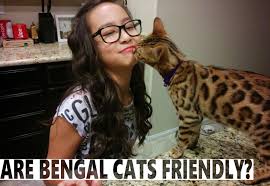 Some owners regularly walk their bengals on leashes. Are Bengal Cats Friendly Blindbengal
