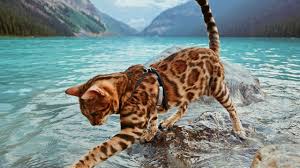 Bengal Kedisi Ozellikleri Ve Bakimi Kedi Blog