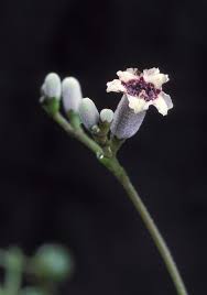 They produce small white and yellow flowers that will bring a smile to your face. We Love To Hate These Pretty But Noxious Weeds