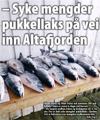 Last ned og chat gratis med skype. Syke Mengder Pukkellaks Pa Vei Inn Altafjorden Pressreader