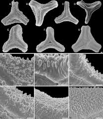 Image result for Phragmanthera crassicaulis