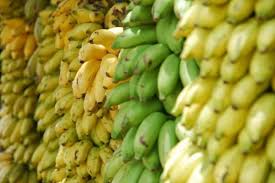 Kentang merupakan tanaman pangan terbesar keempat di dunia. 12 Manfaat Pisang Untuk Kesehatan Tubuh Kaya Nutrisi