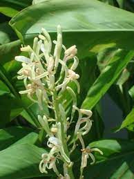 Galangal Flower Ginger Flower Flowers Garden Pool