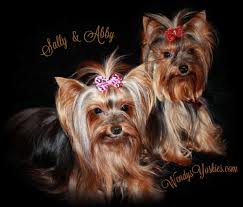 Quality breeders dedicated to providing happy and healthy puppies to families throughout ny, nj dogs & puppies for sale. Yorkshire Terrier Maltese And Morkie Puppies For Sale In Texas Wendys Yorkies