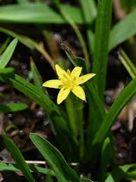 Image result for Hypoxis cuanzensis