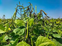 Image result for Vigna radiata