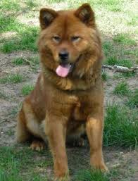 They are known for seeming like a bear cub, keep scrolling below to see a video of them and what they look like. 11 Akita Mixes Akita Mixed Breeds Protectors Of Japan