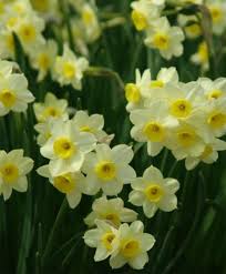 Capecchi Vivai Piante Pistoia Fiori Da Bulbo Fiore Narciso Bulbose