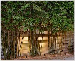 Take The Time To Know Your Soil Get It Analyzed This Will Let You Know What Is In Your Soil Small Courtyard Gardens Courtyard Gardens Design Bamboo Landscape