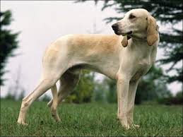 The chien français blanc et orange is a breed of dog of the scenthound type, originating in france. Photo Grand Anglo Francais Blanc Et Orange 4