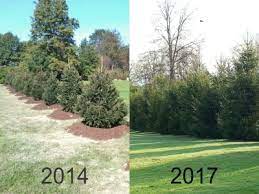 Medium to fast growing tree, growing up to two feet a year and. Norway Spruce Techmer Nursery Garden Center Landscaping Company New Paltz Ny