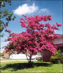 Over fertilizing the trees will cause causes excess growth and reduce the number of blooms on each tree. Crapemyrtle Gardening Solutions University Of Florida Institute Of Food And Agricultural Sciences