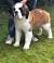 Long Haired Saint Bernard