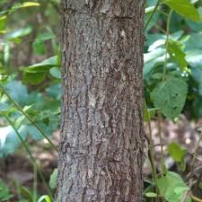 Image result for Piliostigma thonningii