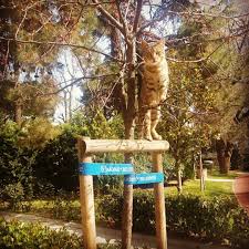 Dal Sarkar Kedi Kalkar Kedi Kalkar Dal Sarkar Miydi Bu Tekerleme Uzun Sure Resmen Fotosunu Cekeyim Diye Ne Pozisyonunu Boz Outdoor Decor Outdoor Decor
