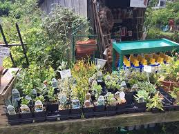 This means i have succulents up to zone 7. 40 Amazing And Easy Outdoor Succulent Garden Ideas For You And Your Creative Mind