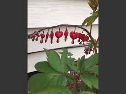 Discount99.us has been visited by 1m+ users in the past month In The Garden Shade Loving Perennial Plants For Alaska The Alaska Star