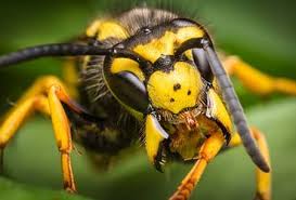There are many pests that you can tackle on your own, but yellow jackets are not one of them, at least not if their nest is located in the. Are Yellow Jackets And Cicada Killers Dangerous