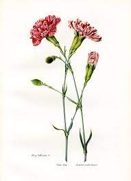 Antique Botanical Carnation Vintage Flower Prints Carnation Tattoo Birth Flower Tattoos