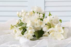 Image result for Jasminum bakeri