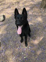 Pin By Elizabeth Larkin On Herdershond Black German Shepherd Dog German Shepherd Dogs Dog Love