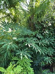 Image result for Polystachya cribbiana