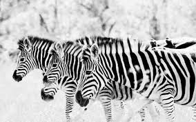 Comme vous le savez, le noir se caractérise par son capacité de restreindre l'espace papier peint noir à motif oiseaux dans la salle à manger. Troupeau De Zebres Noir Et Blanc Papier Peint Zebre 1600x1000 Wallpapertip