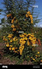 Image result for Pyracantha coccinea golden charmer