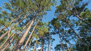 ✓ free for commercial use ✓ high quality images. Million Trees Miami