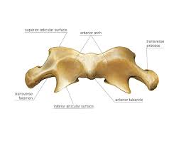 We did not find results for: Atlas Vertebra Photograph By Asklepios Medical Atlas