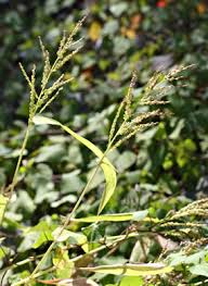 Image result for Urochloa comata