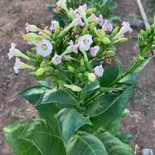 Image result for Nicotiana tabacum