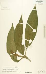 Image result for Palisota schweinfurthii