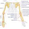 Tutorials and quizzes on muscles that act on the arm/humerus (arm muscles: 1