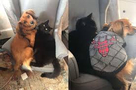 Check spelling or type a new query. Terlalu Manja Sampai Bikin Pemiliknya Enggak Bisa Bekerja Anjing Ini Dapatkan Hadiah Yang Enggak Terduga Semua Halaman Kids
