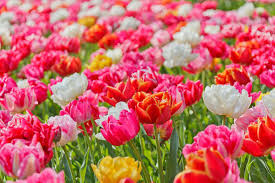 Garten Center Roettger Blumentapete Blumenbilder Tulpen Blumen