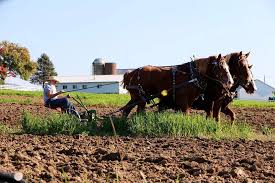 Amish Farming Traditions Survive in 21st Century