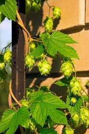 Bildergebnis Fur Hopfen Trocknen Dekoration Saisonale Dekoration Bilder Dekoration