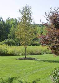 Plant Inventory Cercidiphyllum Japonicum Katsura Tree Katsura Tree Tree Plant Inventory