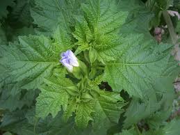 Image result for Nicandra