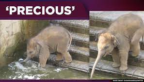 Baby elephant baby elephant bathing bathtub double trouble elephant videos published date: Adorable Video Of Baby Elephant Enjoying A Bath Wins The Internet Watch