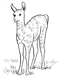 These llamas are popular as beasts of we hope your child enjoys these free printable llama coloring pages while he learns more facts about llamas. Llama Coloring Page Art Starts