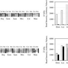 Pdf Cold Hardiness Of Olive Olea Europaea L Cultivars In Cold Acclimated And Non Acclimated Stages Seasonal Alteration Of Antioxidative Enzymes And Dehydrin Like Proteins