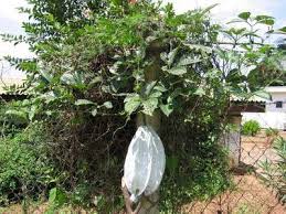 Image result for Telfairia occidentalis